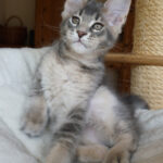 Maine Coon Kitten