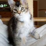 Maine Coon Kitten