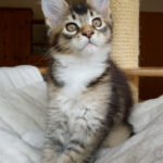 Maine Coon Kitten