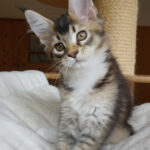 Maine Coon Kitten