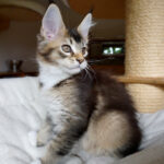 Maine Coon Kitten