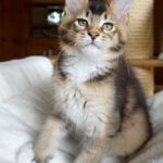 Maine Coon Kitten