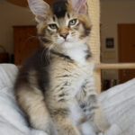 Maine Coon Kitten