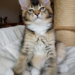 Maine Coon Kitten