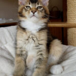 Maine Coon Kitten