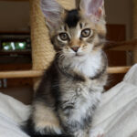 Maine Coon Kitten