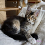 Maine Coon Kitten