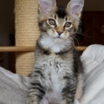 Maine Coon Kitten