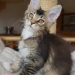 Maine Coon Kitten