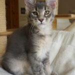 Maine Coon Kitten