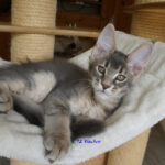 Maine Coon Kitten