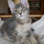 Maine Coon Kitten