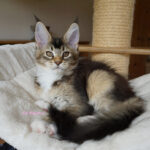 Maine Coon Kitten