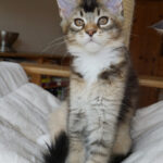 Maine Coon Kitten