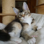 Maine Coon Kitten