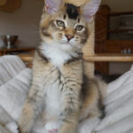 Maine Coon Kitten