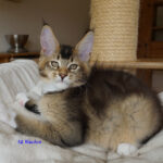 Maine Coon Kitten