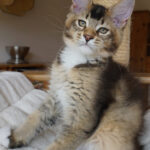Maine Coon Kitten