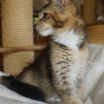 Maine Coon Kitten