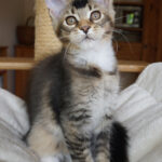 Maine Coon Kitten