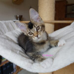 Maine Coon Kitten