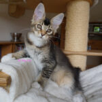 Maine Coon Kitten