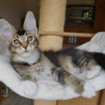 Maine Coon Kitten