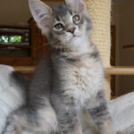 Maine Coon Kitten