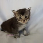 Maine Coon Kitten