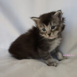 Maine Coon Kitten