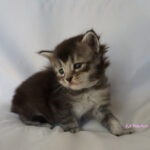 Maine Coon Kitten