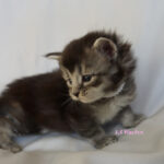 Maine Coon Kitten