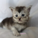Maine Coon Kitten