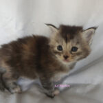 Maine Coon Kitten