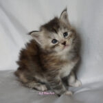 Maine Coon Kitten