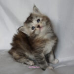 Maine Coon Kitten
