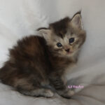 Maine Coon Kitten