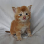 Maine Coon Kitten