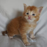 Maine Coon Kitten