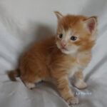 Maine Coon Kitten