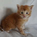 Maine Coon Kitten