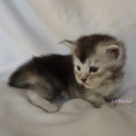 Maine Coon Kitten