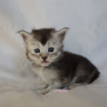 Maine Coon Kitten