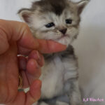Maine Coon Kitten