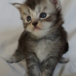 Maine Coon Kitten