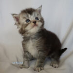 Maine Coon Kitten