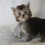 Maine Coon Kitten