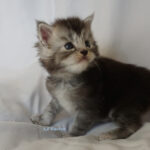 Maine Coon Kitten