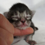 Maine Coon Kitten