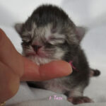 Maine Coon Kitten